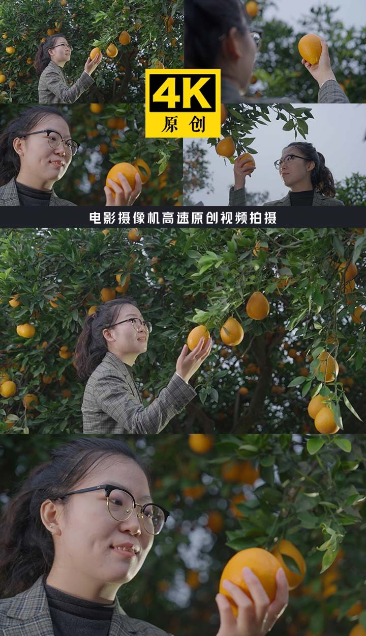 新鲜水果 脐橙果园 丰都锦橙