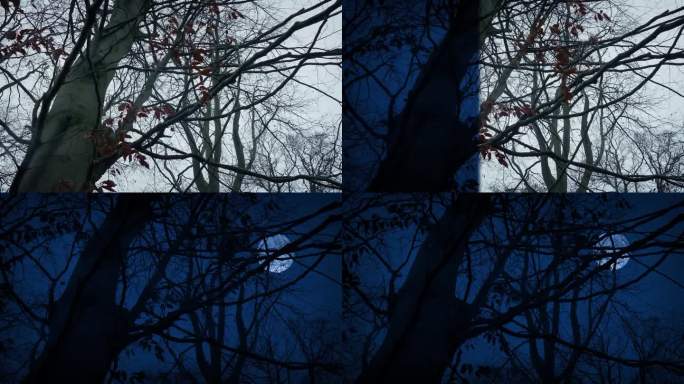 白天到晚上的视觉特效抹林地树木