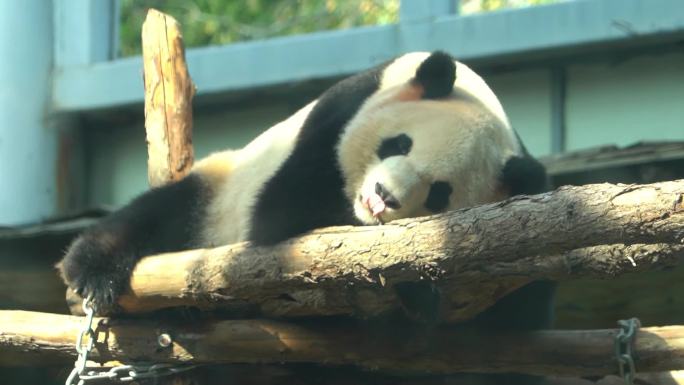 熊猫趴着睡觉起身挠痒痒神态慵懒