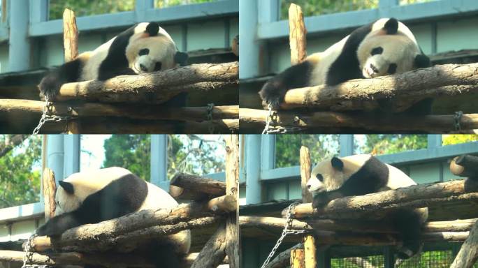 熊猫趴着睡觉起身挠痒痒神态慵懒