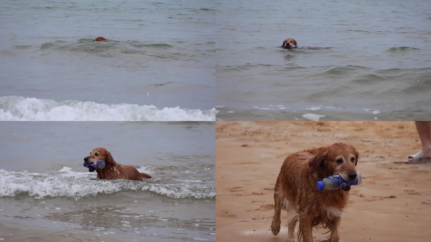 金毛在海边游泳捡瓶子玩耍视频素材