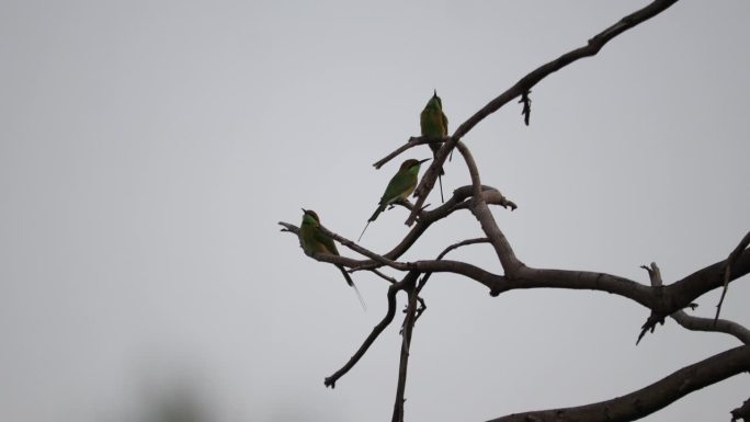 鸟休息鸟栖息在树上