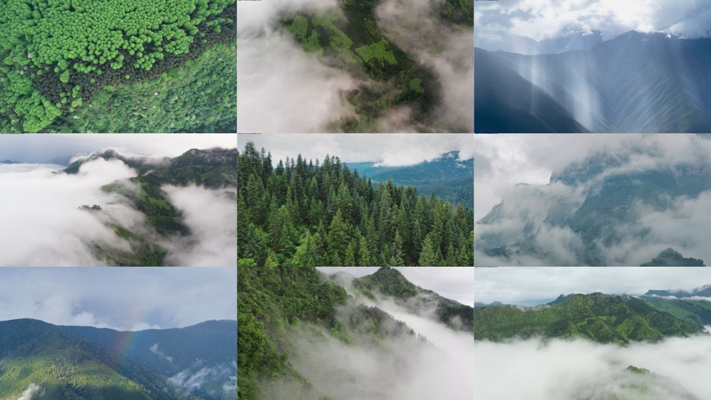 云雾原始森林