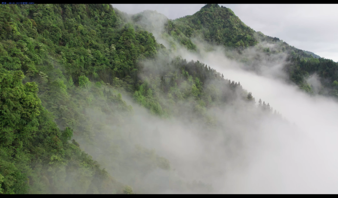 云雾原始森林