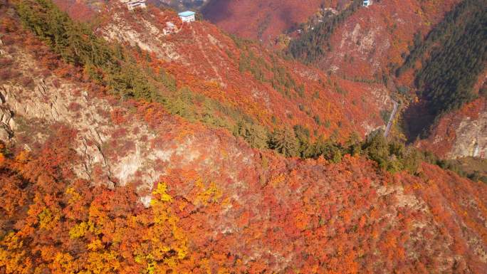 兰州兴隆山植被秋景航拍视频素材