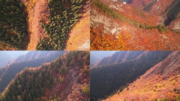 兰州兴隆山植被秋景航拍视频素材