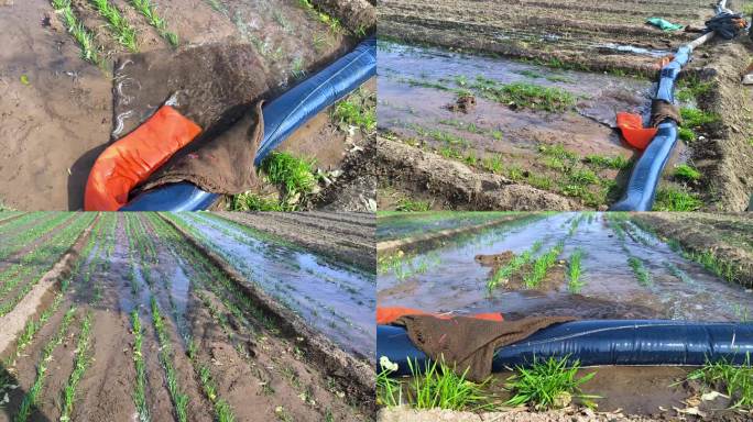 农民农田小麦灌溉浇水浇地
