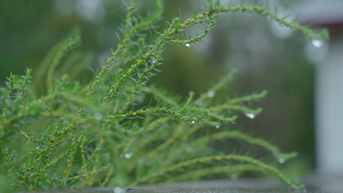 雨天小草上水珠