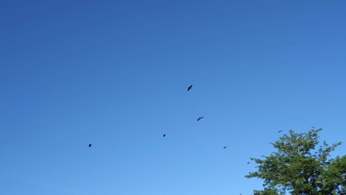 蓝天下的慢动作乌鸦