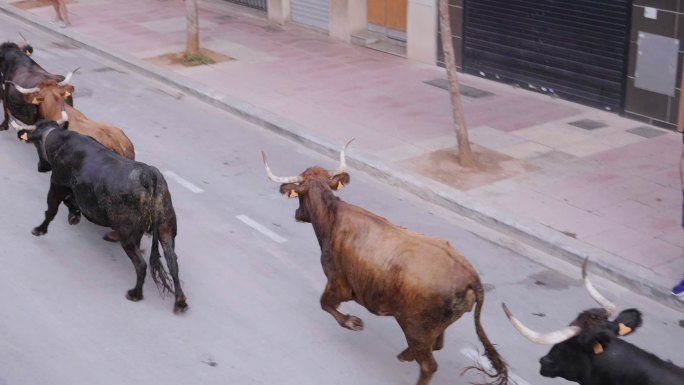 西班牙 斗牛