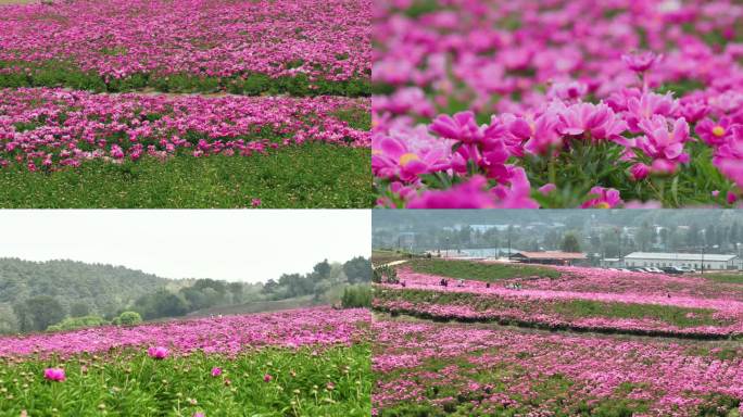 芍药 花海 中草药 观光农业 鲜花