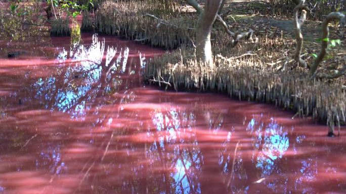 旱季粉红水道自然景观及红树林根系，蓝绿藻繁盛，水中因盐度升高检出盐芽菌。