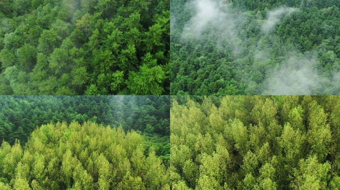 4K雨后森林航拍空镜