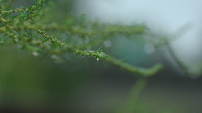 水珠露珠滴落瞬间