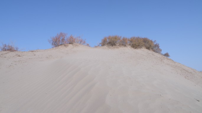 新疆秋天沙漠植被