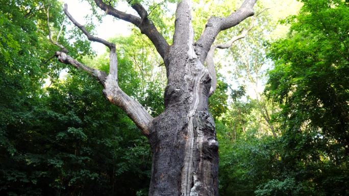 这是一棵1000多年的老橡树。阳光明媚的夏日森林里，老橡树从落叶树枝间的叶子上掉了下来。慢动作
