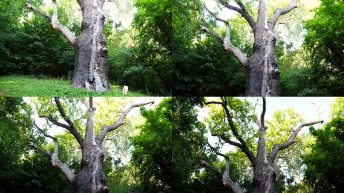 这是一棵1000多年的老橡树。阳光明媚的夏日森林里，老橡树从落叶树枝间的叶子上掉了下来。慢动作