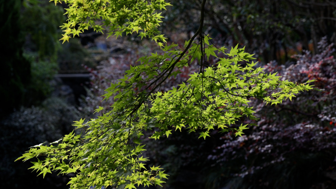 唯美大自然森林树林阳光春天