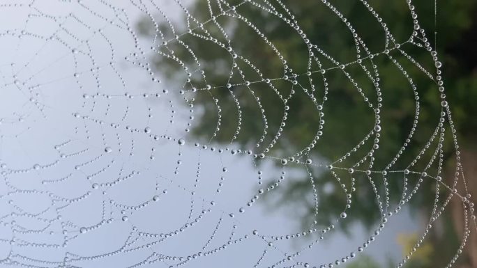 蜘蛛网与露水滴在沼泽上的树在早晨在日出垂直视频