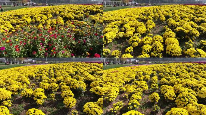 鄠邑重阳宫菊花航拍