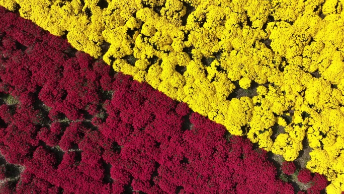 鄠邑重阳宫菊花航拍