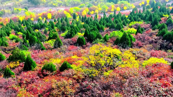 航拍枣庄凤凰绿道杨峪风景区红叶谷