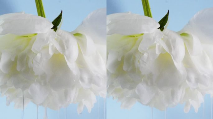 白芍药白色的花液体从花中滴落精华