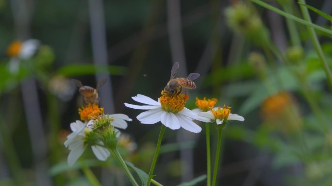 小蜜蜂慢动作