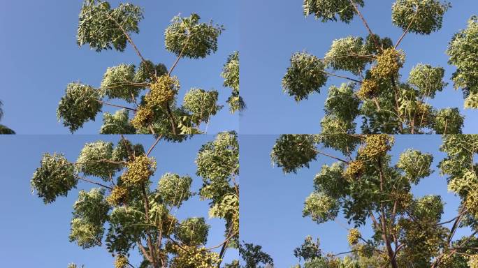 安塔利亚海滩上的苦楝花。树上的果实随风摇摆。在蓝天的背景下。慢动作