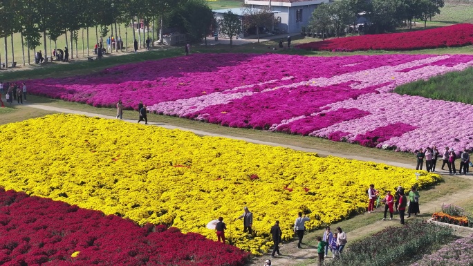 鄠邑重阳宫菊花航拍