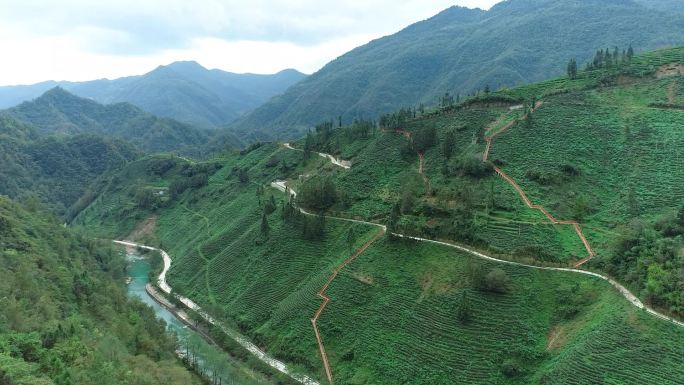 陕西茶山茶园航拍