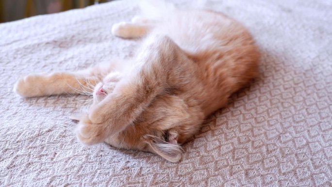红猫躺着睡觉，用爪子捂住嘴巴。