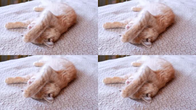 红猫躺着睡觉，用爪子捂住嘴巴。
