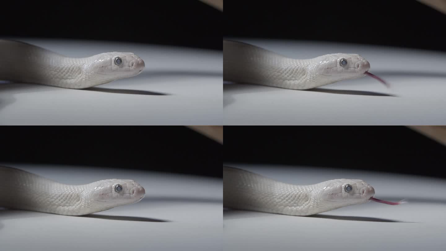 蛋白石玉米蛇的脸部特写，舌头触地，4k