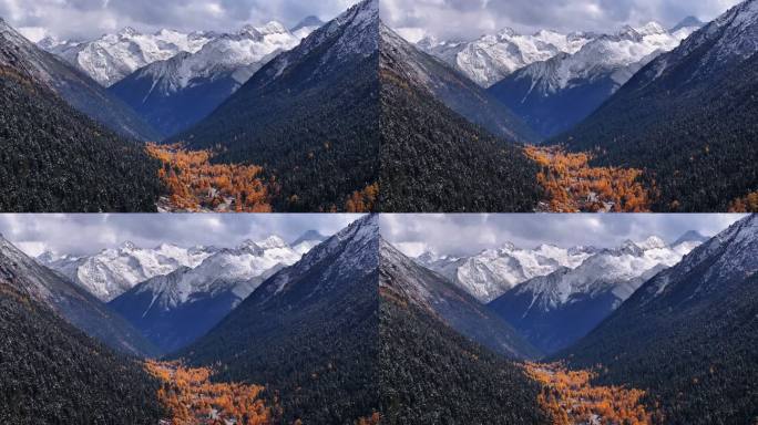 彩林 雪山 航拍