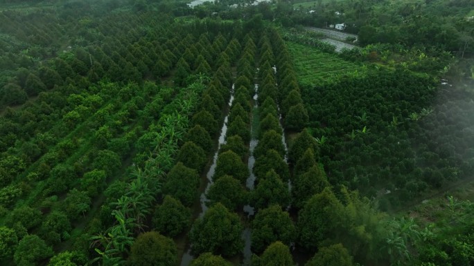 下雨天的榴莲园航拍视频，有大约5年树龄的榴莲园，黑龙江省。