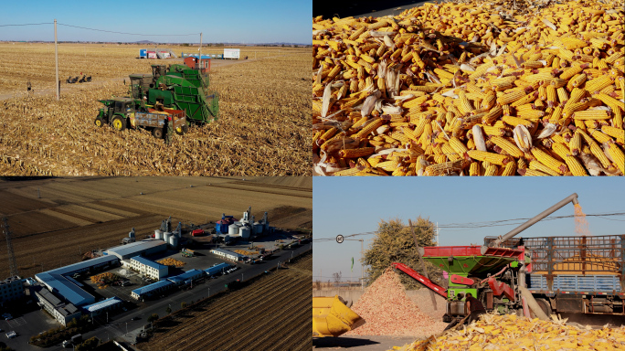 玉米收割 玉米粒加工厂 4K素材