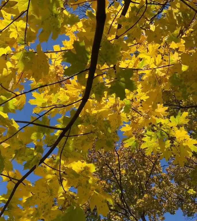 秋枫黄叶在风中，垂影。