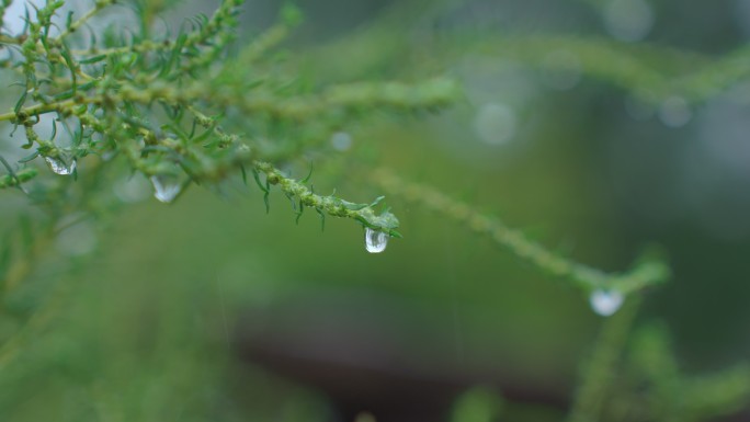 小草水滴落下