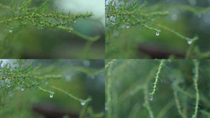 小草水滴落下