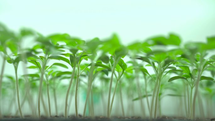 大棚种植 蔬菜种植 绿色蔬菜 幼苗培育
