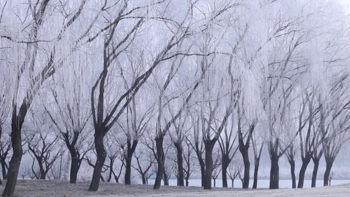 唯美雾凇雪景寒冷冬天景色特写