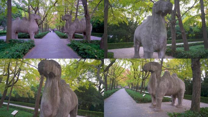 南京明孝陵风景区石象路石骆驼