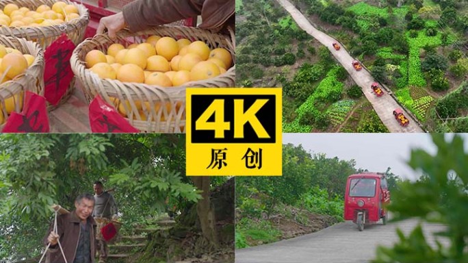 乡村振兴产业脱贫 绿色食品种植水果 运输