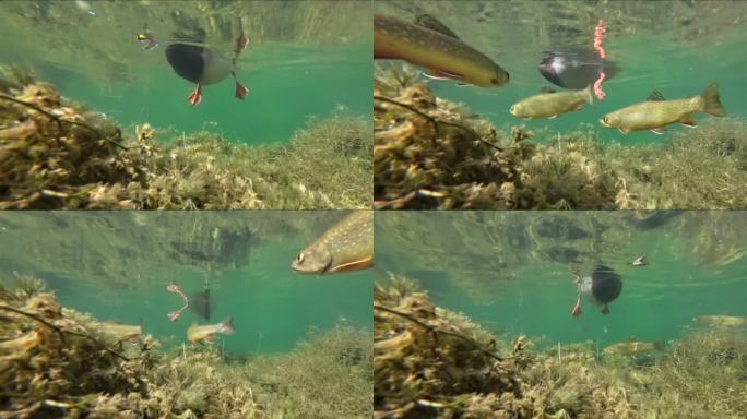 山湖中的山鳟鱼和绿头鸭，水下胶片，长颈鲑，法里奥鲑