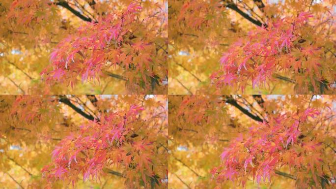 五彩缤纷的枫叶被风吹着，树叶在秋天变换着颜色。自然概念