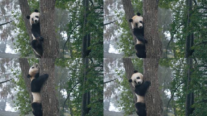 树上大熊猫