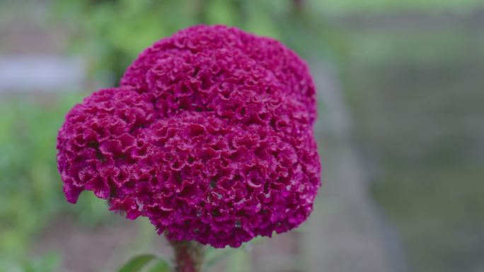雨天紫红色的鸡冠花