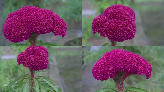 雨天紫红色的鸡冠花