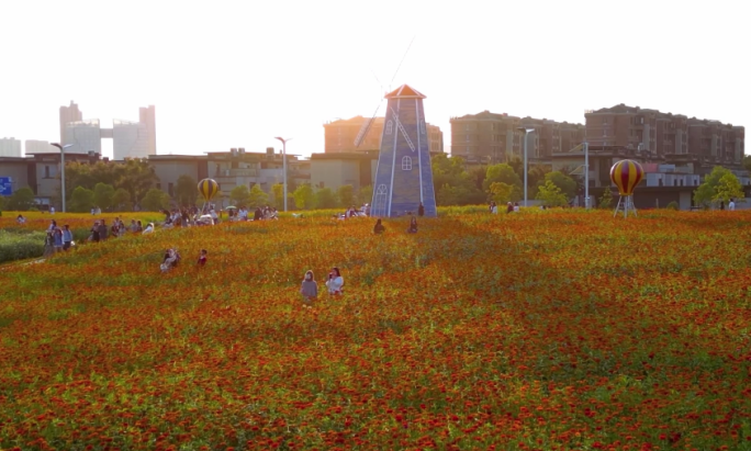 南昌马兰圩湿地公园 花海 花田